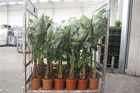 <h4>Pachira Aquatica 5pp</h4>