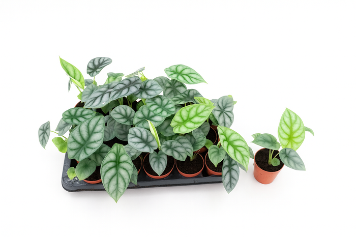 <h4>ALOC DRAGON SCALE</h4>