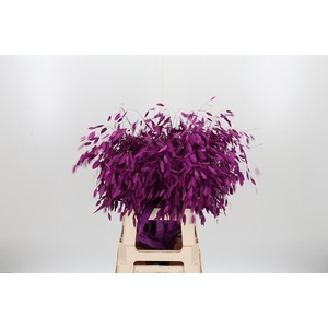 Chasmantium Kl Bh Erica
