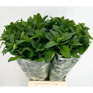 Mentha Verde (per bunch)