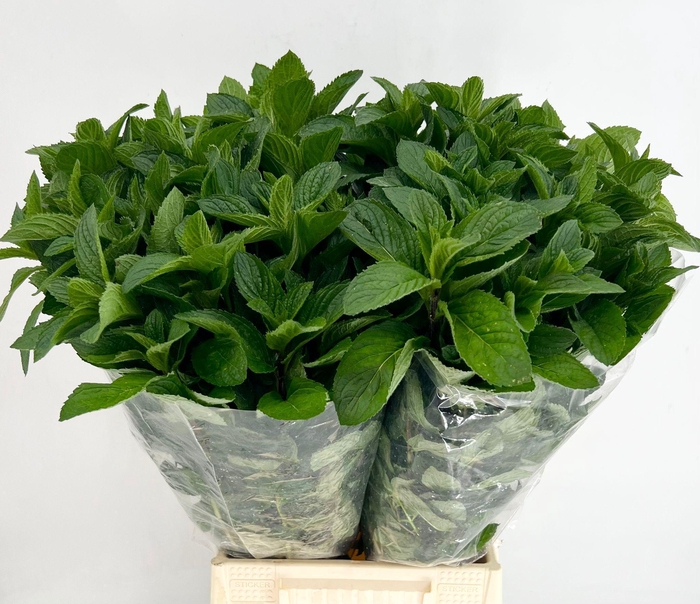 <h4>Mentha Verde (per bunch)</h4>