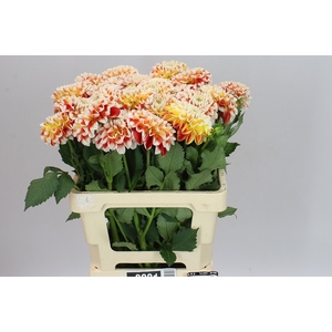 Dahlia Joey,s Fantasy
