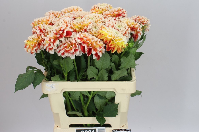 <h4>Dahlia Joey,s Fantasy</h4>