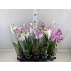 Phalaenopsis   ...mix