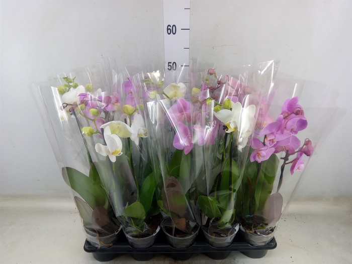 <h4>Phalaenopsis   ...mix</h4>