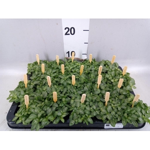 Fittonia verschaf.