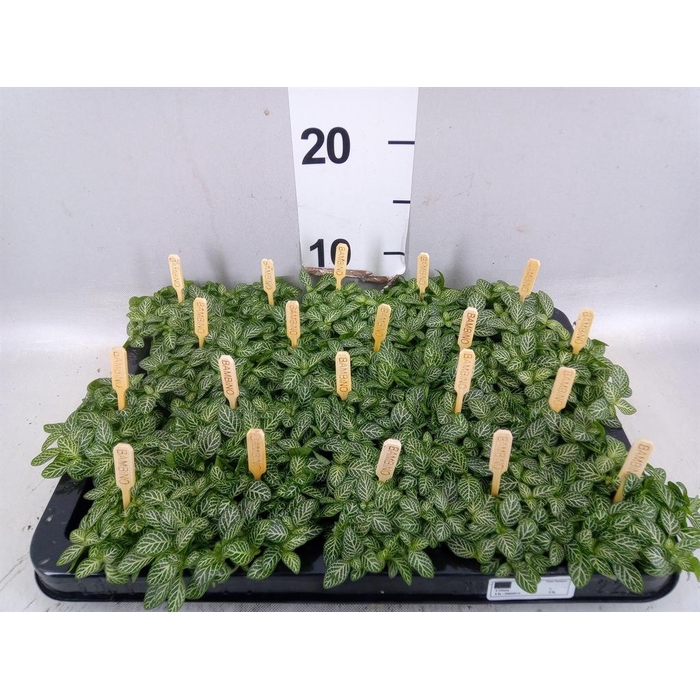 <h4>Fittonia verschaf.</h4>