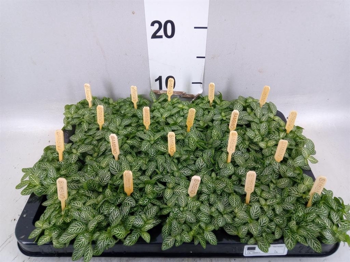 Fittonia verschaf.