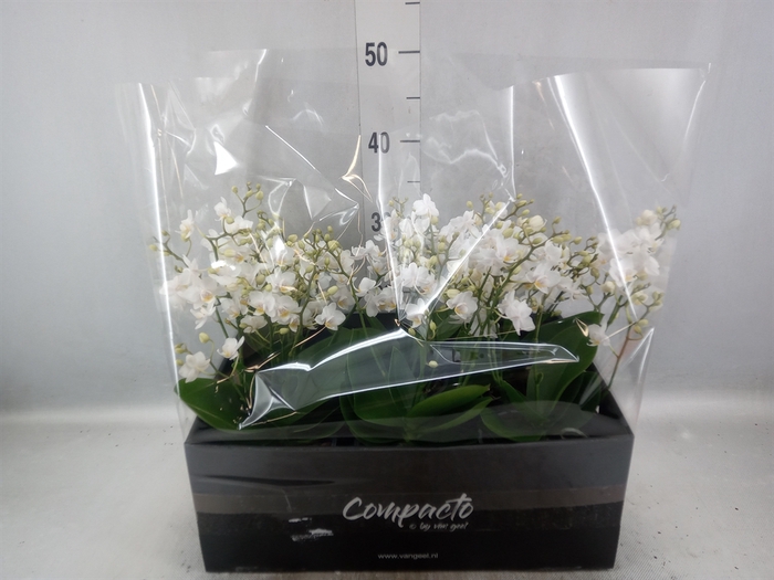 <h4>Phalaenopsis multi. 'White Punch'</h4>