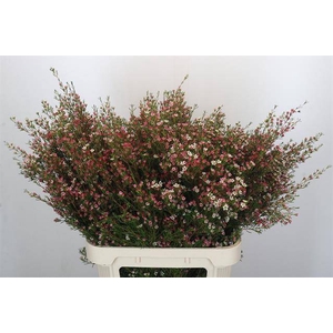 Chamelaucium my sweet 16