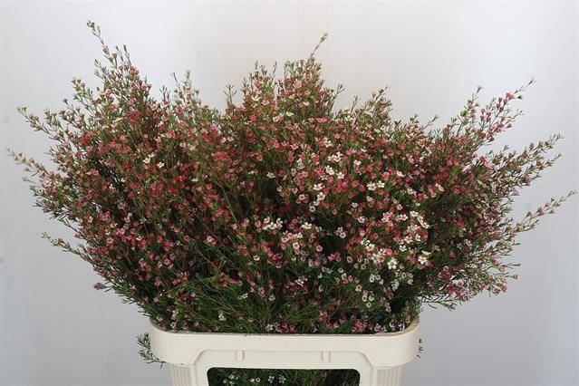 <h4>Chamelaucium my sweet 16</h4>