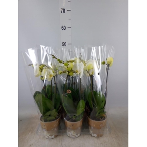 Phalaenopsis   ...white