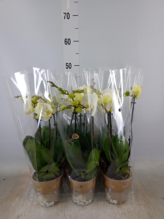 <h4>Phalaenopsis   ...white</h4>