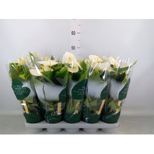 Anthurium andr. 'Samora'