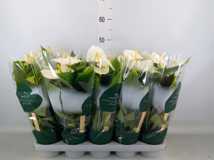 <h4>Anthurium andr. 'Samora'</h4>