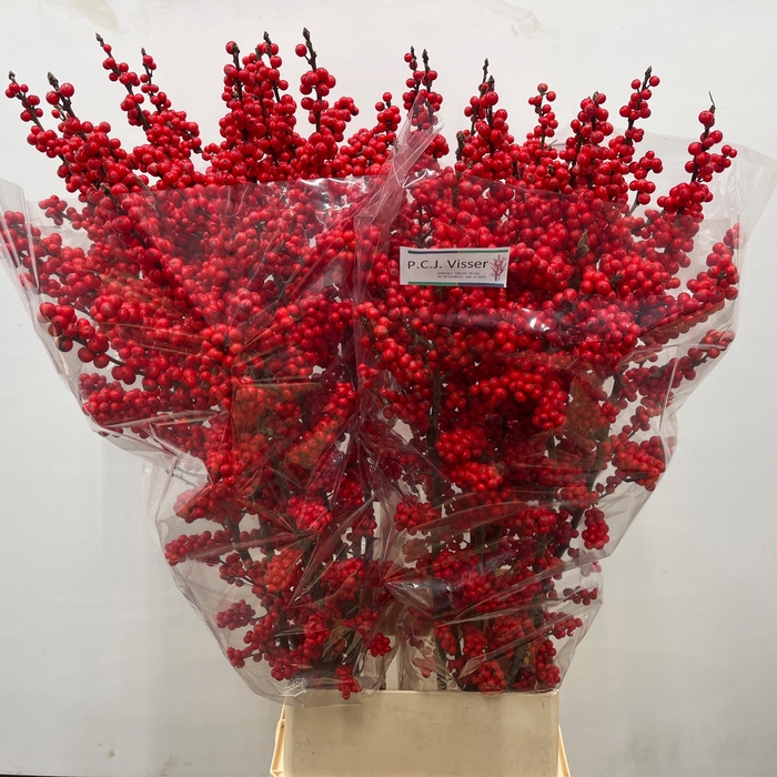 <h4>ILEX VE RODE BES</h4>