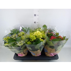 Hydrangea mac.   ...mix