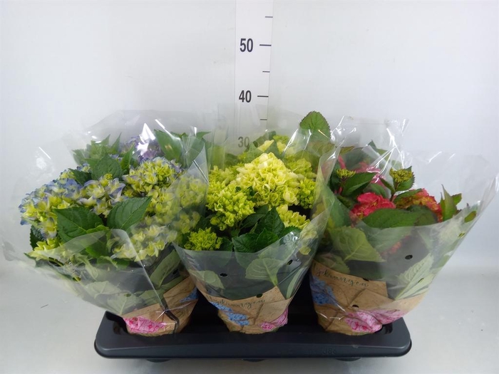 <h4>Hydrangea mac.   ...mix</h4>