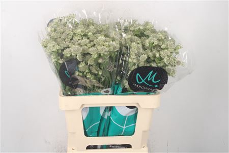 <h4>Astrantia Billion Stars White</h4>