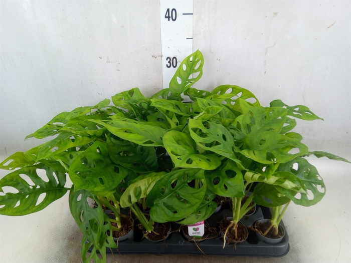 <h4>Monstera obliqua 'Monkey Mask'</h4>