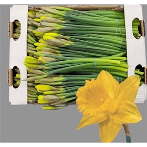 Narc T Dutch Mast Bs