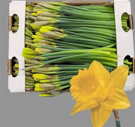 <h4>Narc T Dutch Mast Bs</h4>