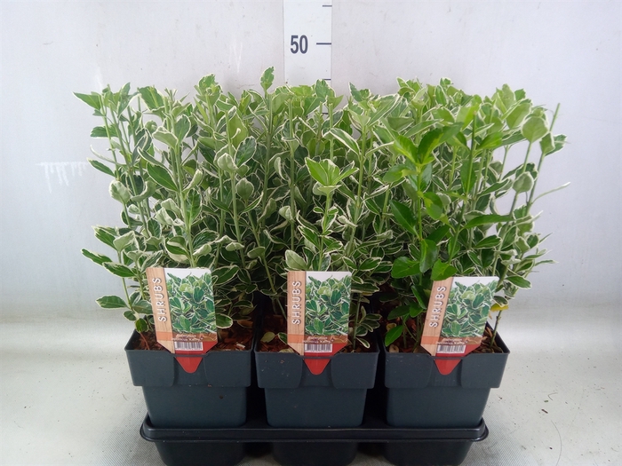 <h4>Euonymus japon. 'Kathy'</h4>