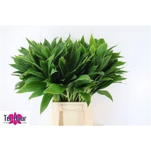 DECOGROEN GROOT BLAD