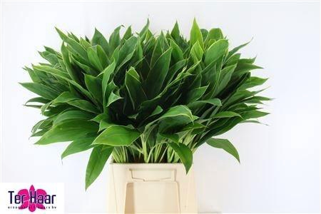 <h4>DECOGROEN GROOT BLAD</h4>