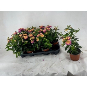 LANT C HAVANA ROSE
