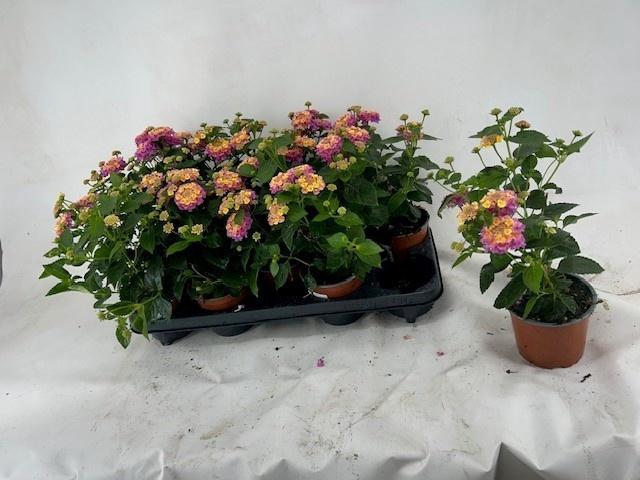 <h4>LANT C HAVANA ROSE</h4>