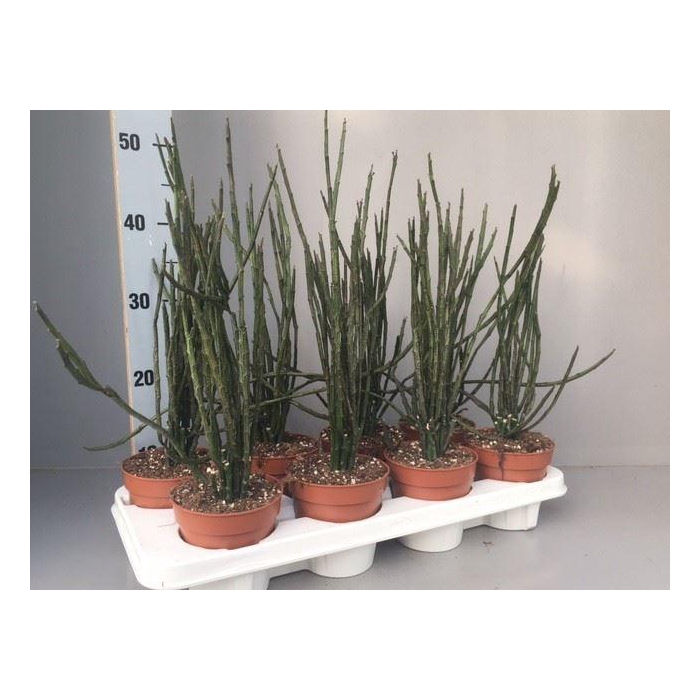 <h4>Euphorbia   ...</h4>