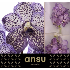 Vanda 'Sunanda Lilac Starlight' x16