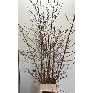 Prunus Red Xl