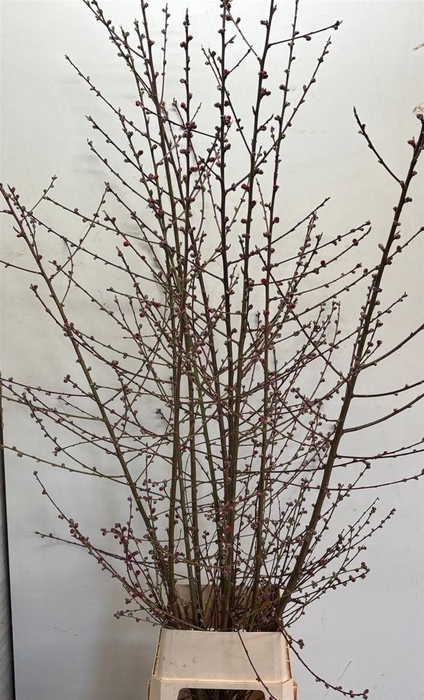 <h4>Prunus Red Xl</h4>