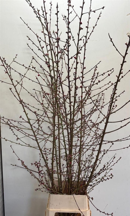 <h4>Prunus Red Xl</h4>