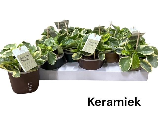 <h4>PEP OBT VARIEGATA</h4>