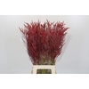 Bromelia Red Paloma