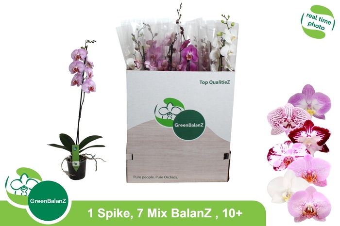 <h4>PHAL GEM 7 KL</h4>