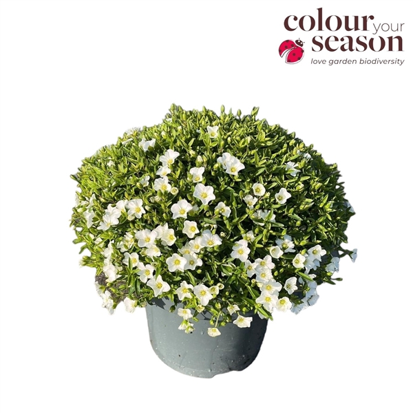 <h4>Arenaria montana P19</h4>