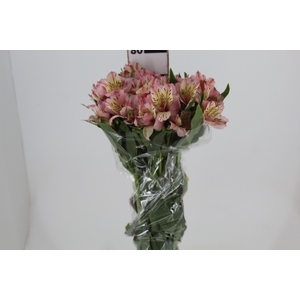 ALSTROEMERIA FANKE 080 CM