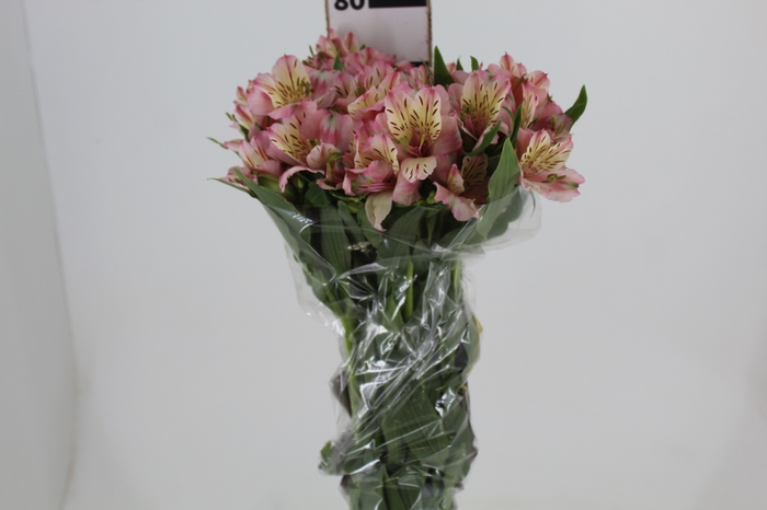 <h4>ALSTROEMERIA FANKE 080 CM</h4>