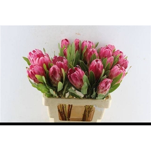 PROTEA BRENDA
