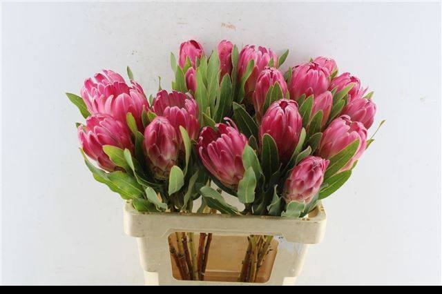 <h4>PROTEA BRENDA</h4>