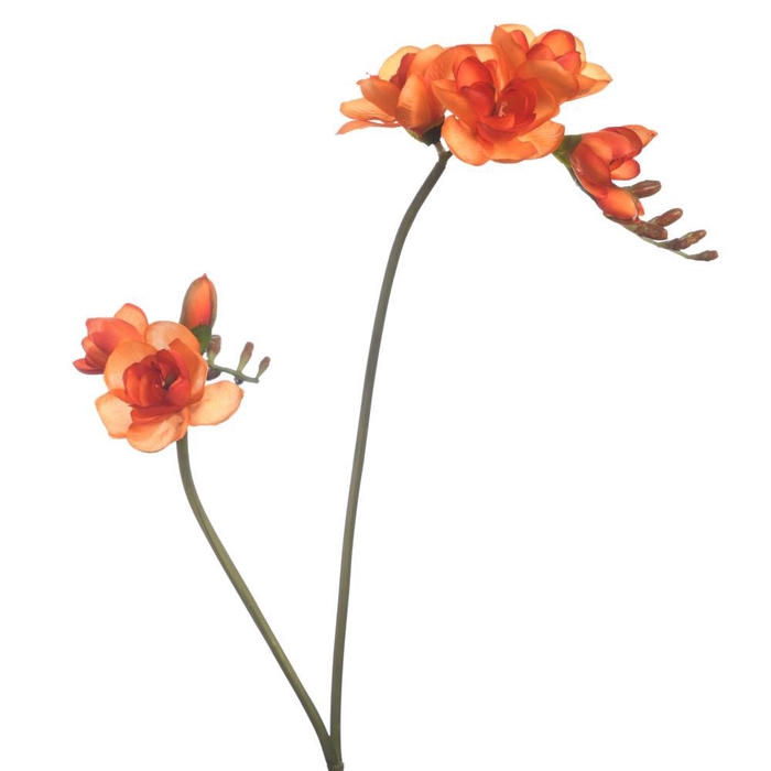 <h4>AF Freesia x2 L74cm Orange</h4>