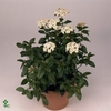 Vibu Tinus Eve Price