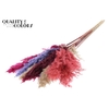 Pampas Grass 70cm 10st/bunch Colourful 9