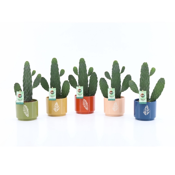 <h4>Opuntia rubescens Consolea in Artistique Keramiek</h4>