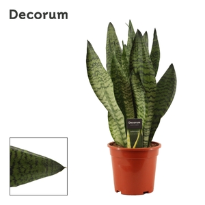 Sansevieria Super Green 17 cm (Decorum)