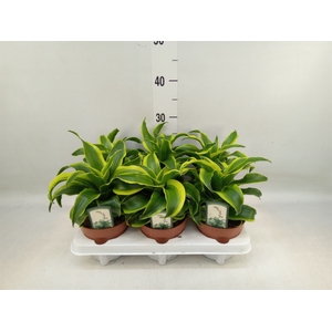 Dracaena frag. 'Tornado'
